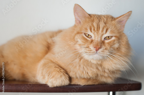 a big red cat is lying on the shelf. Pets, veterinary care, well-groomed hair © Наталья Вагнер