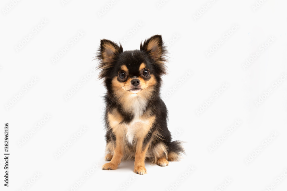 black and tan cream long coated chihuahua isolated over white background	