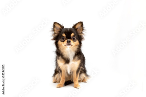 black and tan cream long coated chihuahua isolated over white background	