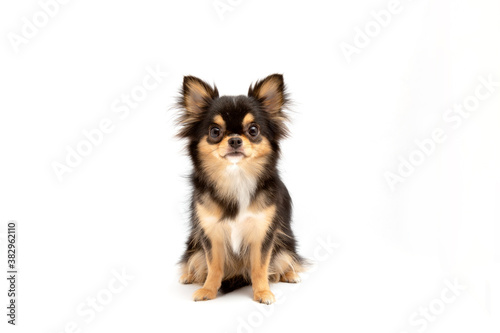 black and tan cream long coated chihuahua isolated over white background 