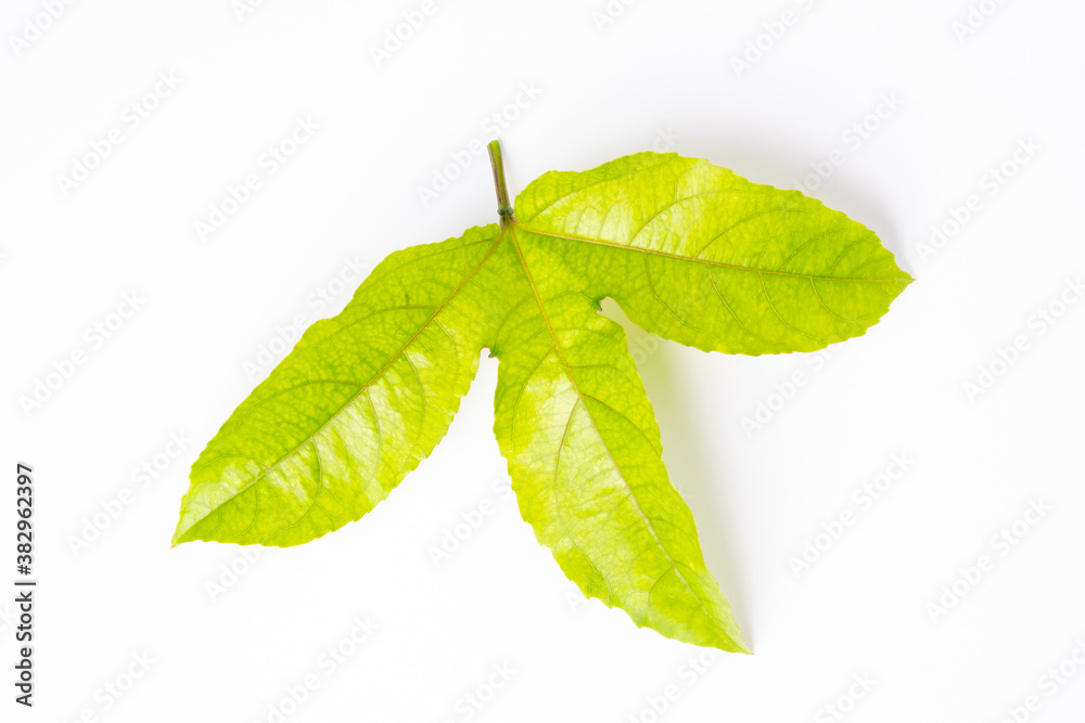 Obraz premium Passion fruit leaves in white background.