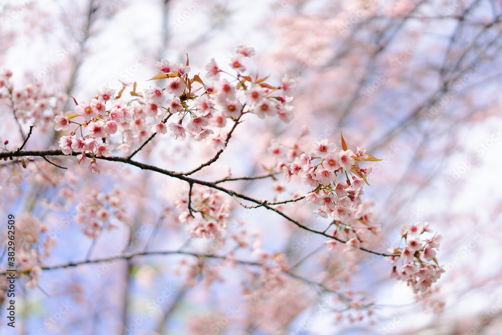 Close up background image of Wild Himalayan Cherry In the winter, Chiang Mai, Thailand. The flowers have pink color in a soft tone with low contras. Feeling fresh and relax. There is a copy space. Close up background image of Wild Himalayan Cherry In the winter, Chiang Mai, Thailand. The flowers have pink color in a soft tone with low contras. Feeling fresh and relax. There is a copy space.