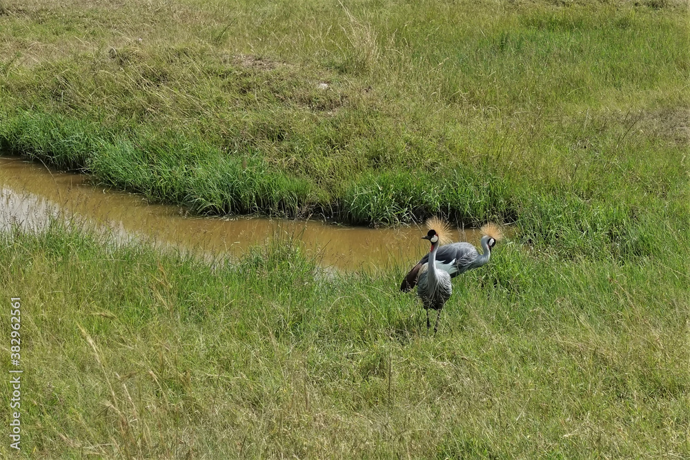 On the shore of the reservoir, in the green grass of the savannah, there are two crowned cranes. Gray plumage, yellow feathers on the head. Kenya, Masai Mara park On the shore of the reservoir, in the green grass of the savannah, there are two crowned cranes. Gray plumage, yellow feathers on the head. Kenya, Masai Mara park