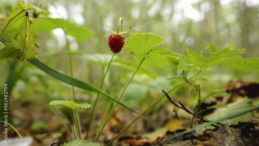 Picking strawberries in the forest. A man removes one strawberry from a branch in a summer forest. Macro strawberry on a branch with a shallow depth of field. Picking strawberries in the forest. A man removes one strawberry from a branch in a summer forest. Macro strawberry on a branch with a shallow depth of field.