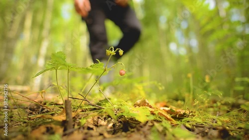 Picking strawberries in the forest. A man removes one strawberry from a branch in a summer forest. Macro strawberry on a branch with a shallow depth of field.