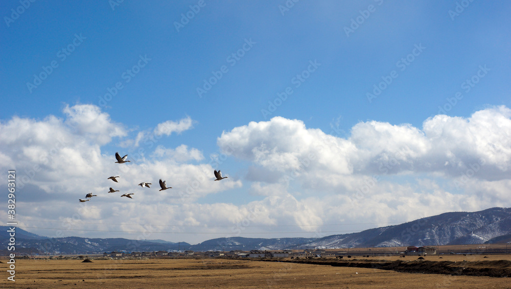 Fototapeta premium flying bird through the grassland in china
