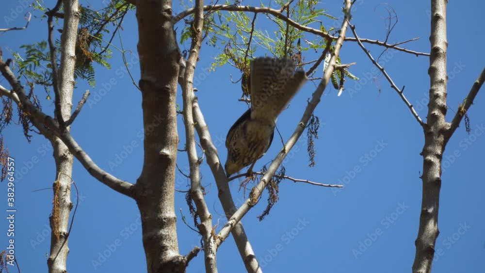 Fijian Goshawk balancing on small twig flying away against perfect blue sky Fijian Goshawk balancing on small twig flying away against perfect blue sky