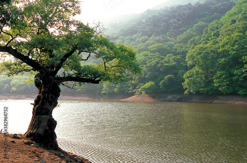 tree by the river