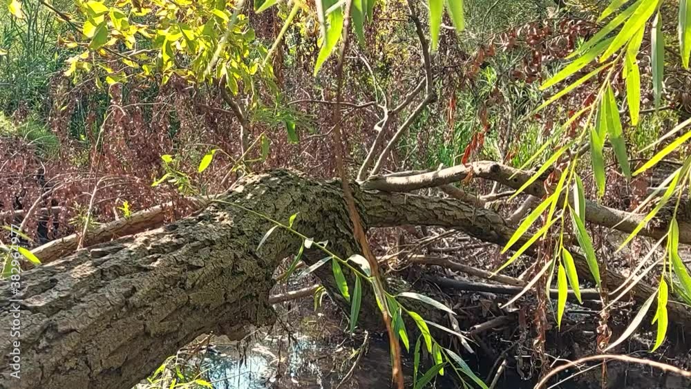 Sunlight illuminates a fallen tree in the wetlands Sunlight illuminates a fallen tree in the wetlands