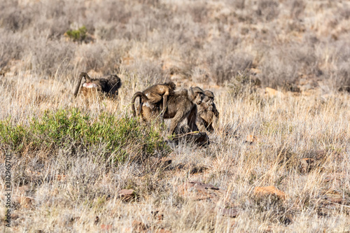 Quadro su tela Chacma Baboons Foraging