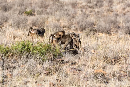 Fototapeta samoprzylepna Chacma Baboons Foraging