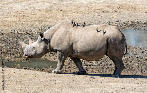 Female Black Rhino