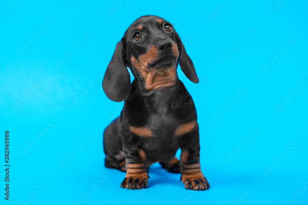 Expressive portrait of cute black and tan dachshund puppy with smart and attentive look on blue background, copy space for advertising text, front view