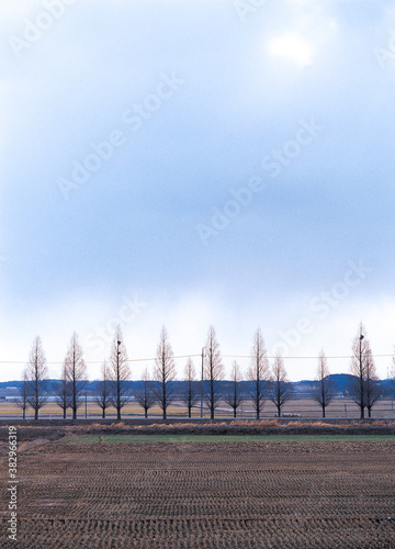 trees and peddy fields