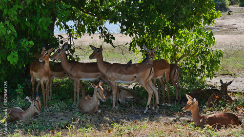 Herd of black-faced impala antelopes (aepyceros melampus) resting in the shadow under a tree during midday heat in Chobe National Park, Botswana, Africa.