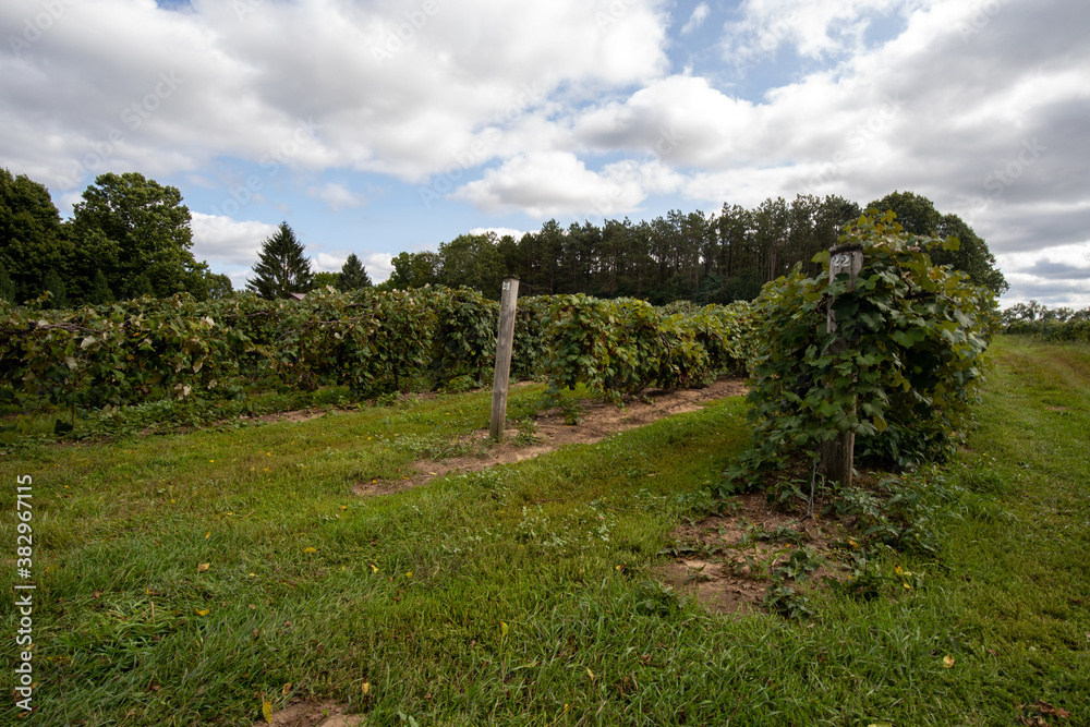 Concord and Niagara grape yard farm in Fall