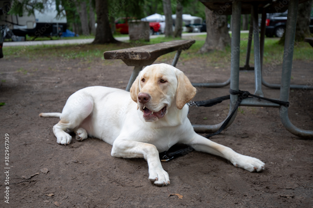 Yellow Labrador retriever dog lying on the floor of camp site 