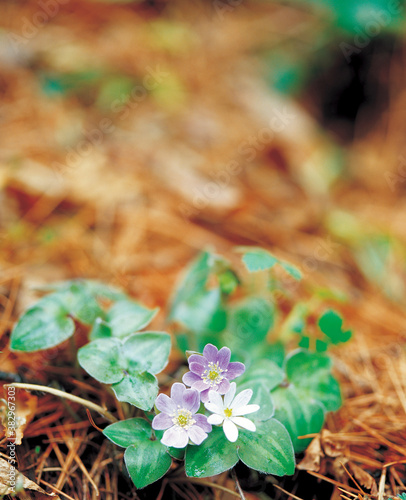 Plakat flower, Adonis amurensis