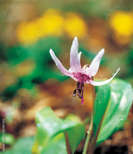 flower, Dog's tooth violet photo