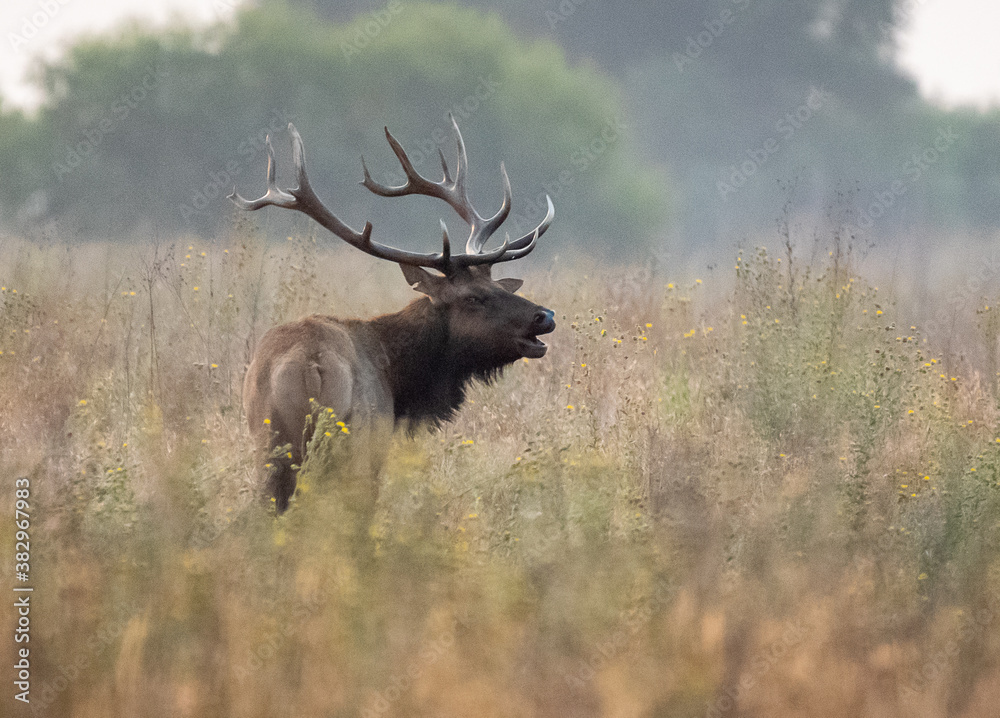 Tule Elk Bull Tule Elk Bull