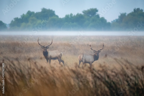 Tule Elk Bulls photo