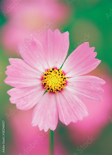 flower, pink cosmos