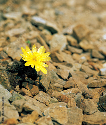 Obraz na płótnie flower, yellow adonis