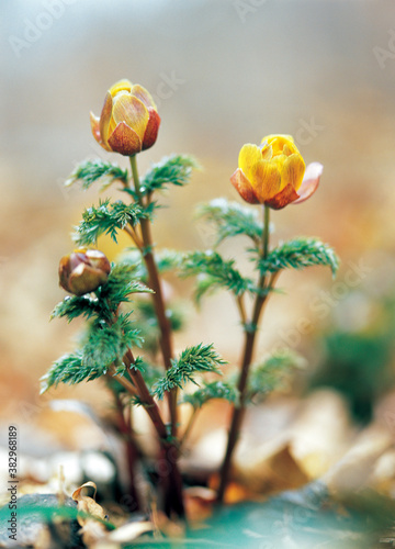 Obraz na płótnie flower, yellow adonis