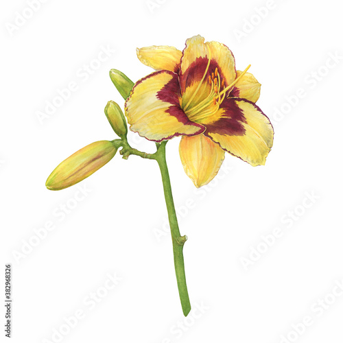 Branch of beautiful yellow and orange lilly flower with buds (also called Lemon Lily, Yellow Daylily, lilium, liliaceae). Watercolor hand drawn painting illustration isolated on white background.