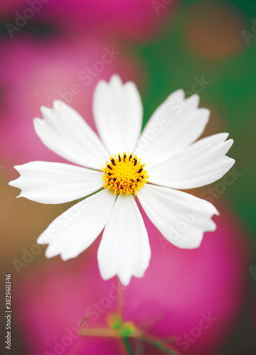 flower  white cosmos