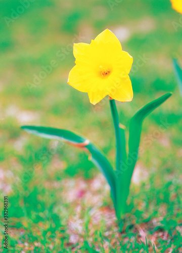 flower, yellow narcissus