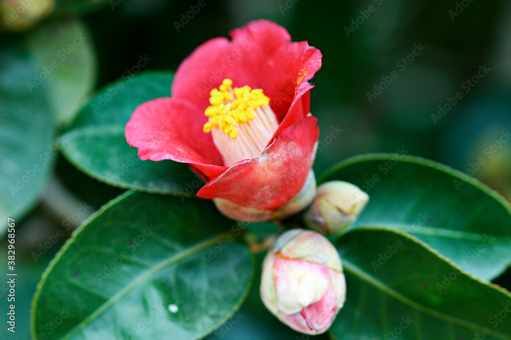 flower, red camellia