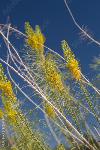 Yellow raceme inflorescences bloom on Princes Plume, Stanleya Pinnata, Brassicaceae, native hermaphroditic perennial subshrub in Joshua Tree National Park, Southern Mojave Desert, Summer. photo