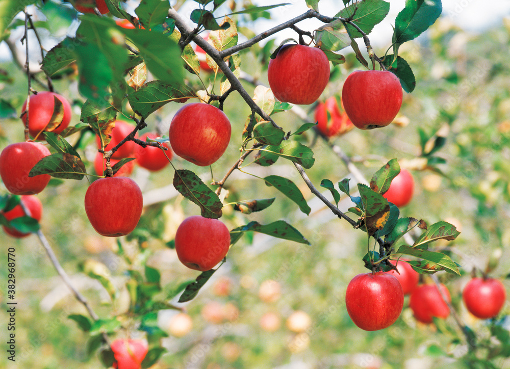 Obraz premium apples hung on the boughs