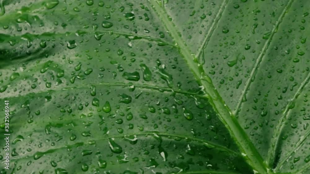 Rain falling on green plant leaf. Kachu pata or mammoth elephant ear bulb with water raindrops. Summer Rain Video Footage. Nature Rainy Season Background. Sound Effect. Selective Focus on foreground.