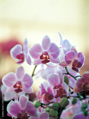 flower  pink orchids