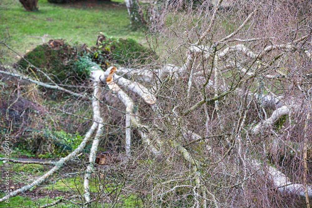 Five big birch trees are downed in garden after strong tornado and wing storm. Disaster for insurance company Five big birch trees are downed in garden after strong tornado and wing storm. Disaster for insurance company