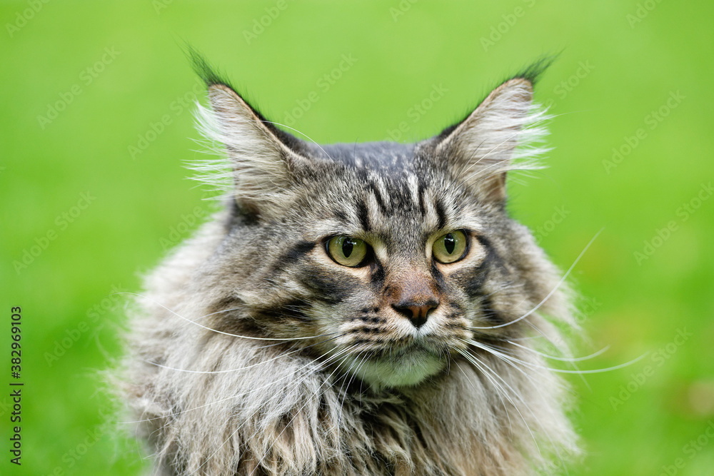 Maine Coon