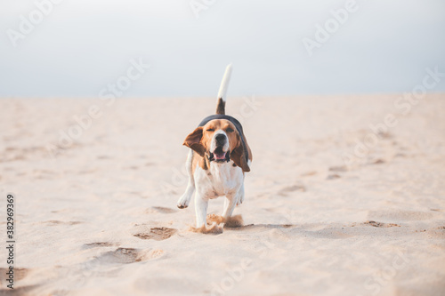 Fototapeta Naklejka Na Ścianę i Meble -  Beagle corriendo en la duna
