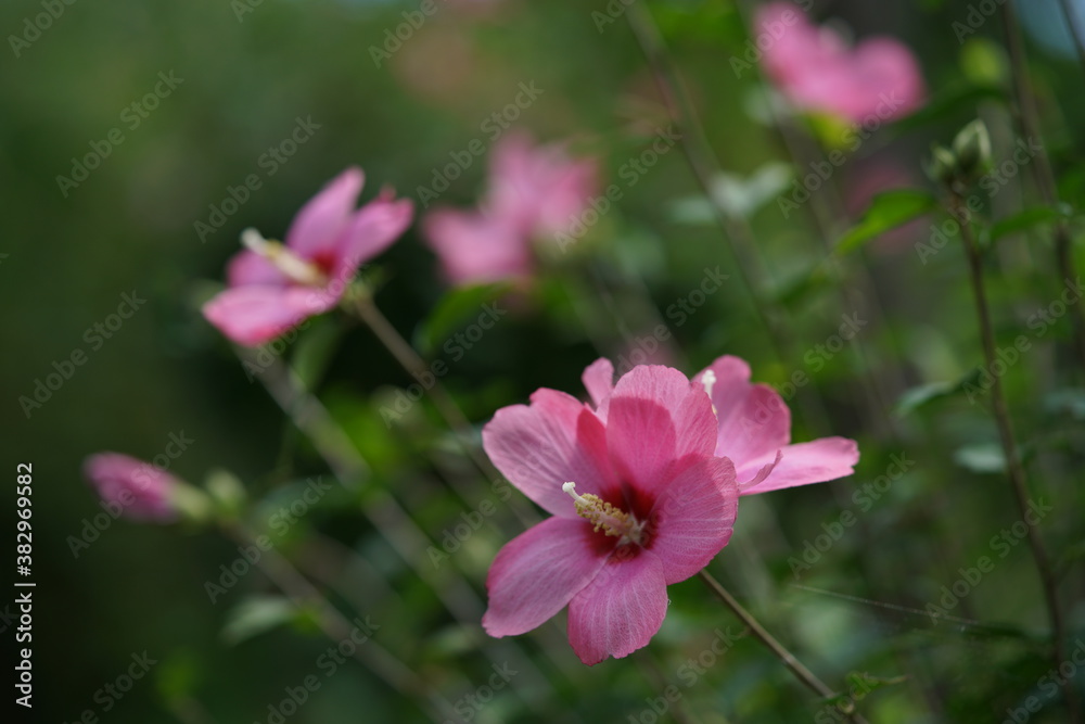 Light Red Flowers of Rose of Sharon in Full Bloom
Light Red Flowers of Rose of Sharon in Full Bloom