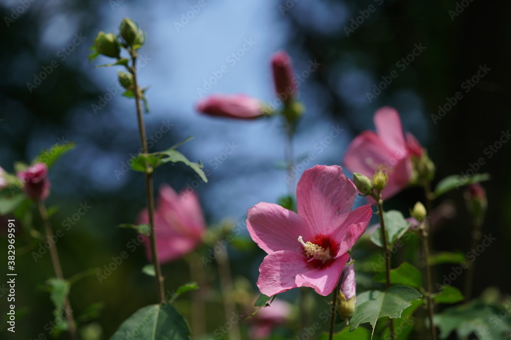 Light Red Flowers of Rose of Sharon in Full Bloom
