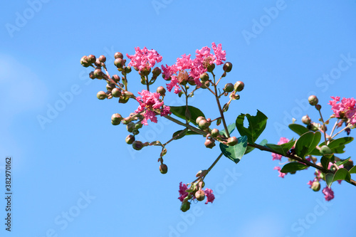pink flowers and buds