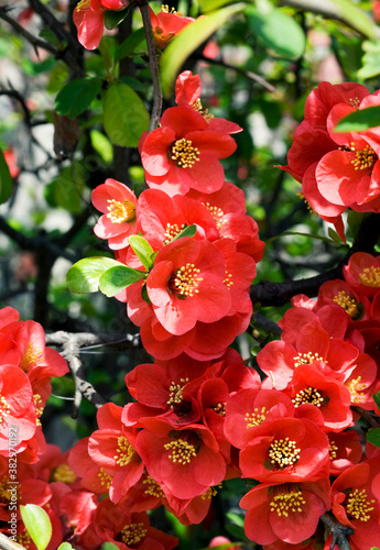 Fotografie, Obraz red camelia flowers