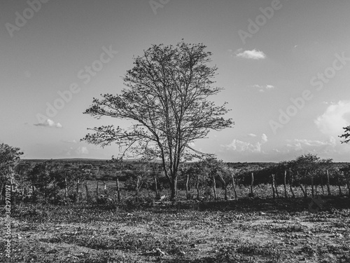 Região rural do sertão do Brasil e conta com a caatinga como bioma vegetal. Clima tropical semiárido do interior do Nordeste brasileiro.  photo