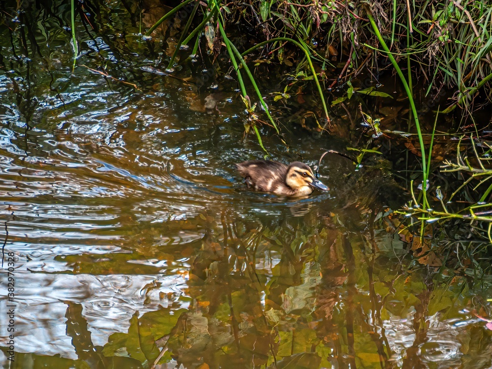 Duckling Near Bank Duckling Near Bank