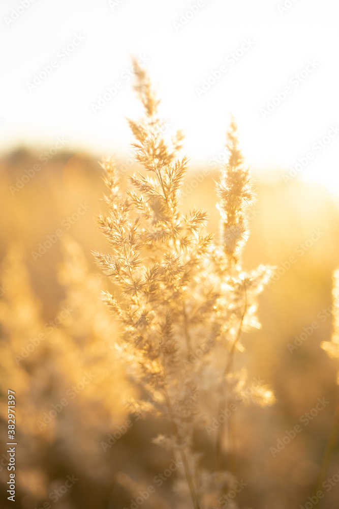 Fototapeta premium green grass under blue sky