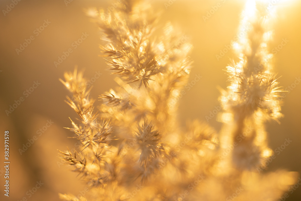 Obraz premium green grass under blue sky