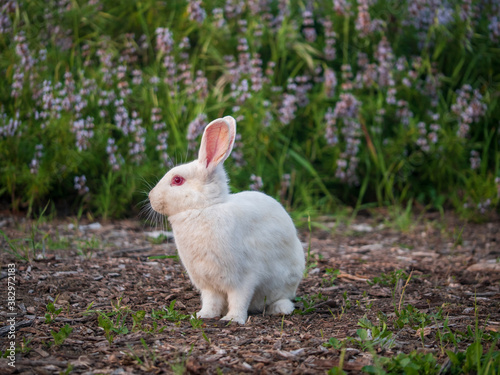 white rabbit on grass
