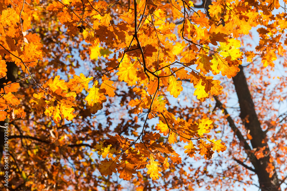 Branches of oak with autumn leaves against the sky Branches of oak with autumn leaves against the sky