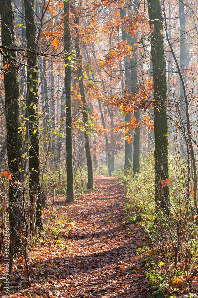 Fototapeta premium Footpath in the autumn deciduous forest in morning